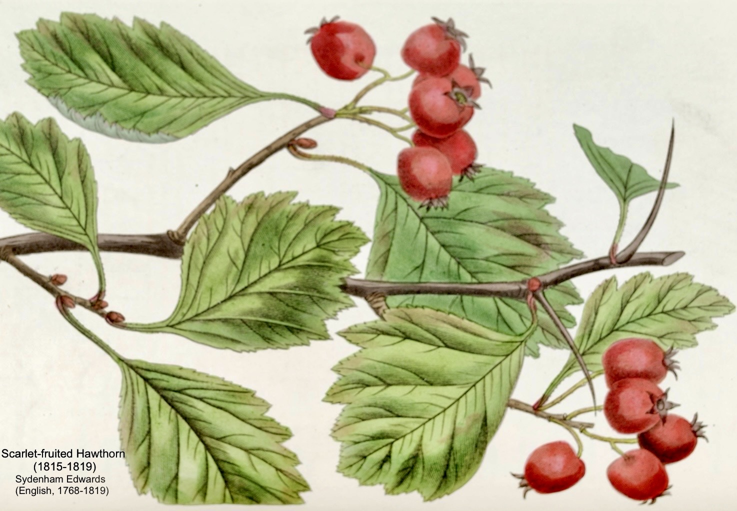 Hawthorn Berry used for Centuries in Traditional Medicine particularly for Heart Health